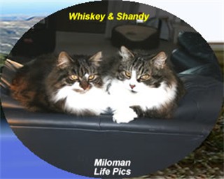 cats-Fin