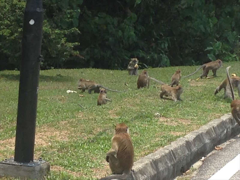 More Monkeys